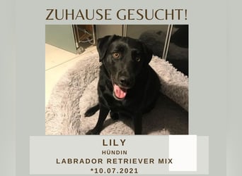 Lily – zartes Hundeseelchen sucht einfühlsames Zuhause