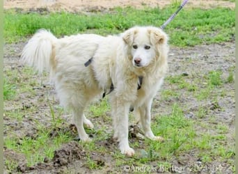 Puiu ist ein toller, super lieber Hund