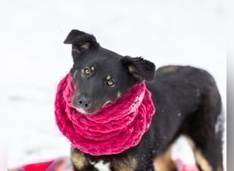 Border Collie Mischling Chunja sucht ein Zuhause