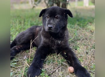 Hachiko, geb. ca. 01/2025, lebt in GRIECHENLAND, auf einer privaten Pflegestelle