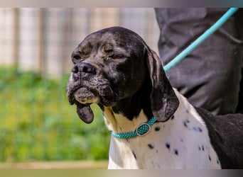 Pepa  - Englischer Pointer, lieb und verträglich