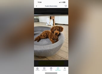 Wunderschöne Cockapoo/Cockerpoo Welpen
