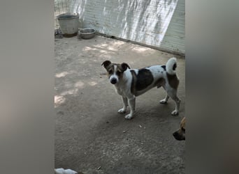 Olaf, kleiner Junghund, ca, 2 ¾ Jahre, schüchtern, vorsichtig, neugierig, sozial