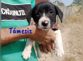 Támesis  geb. 03/2025 (ESP) - aufgeweckter Labrador-Mix Welpe!