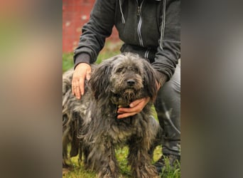 Bubbles LM – Schüchterner Schatz sucht ein liebevolles Zuhause