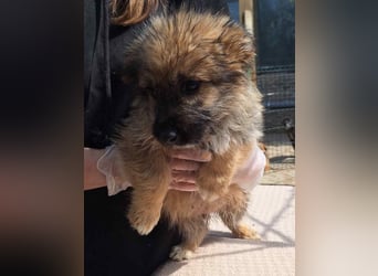 ⭐️MALIBU⭐️, Rüde, 3 Monate, 23 cm, Mischling, Tierschutz