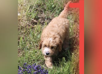Cockapoo bereit zum Lieben!  - Schenken Sie sich selbst bedingungslose Liebe –