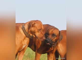 Rhodesian Ridgeback Welpen VDH /FCI