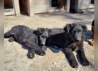 GORDI❤️liebes, verschmustes kroat. Schäferhund-Mix-Mädel