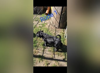 Presa Canario x Cane Corso 