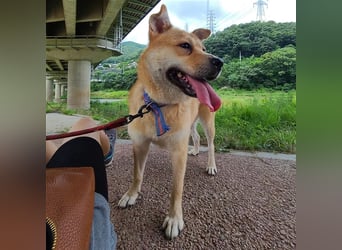 Tania,sanfte etwas schüchterne Shiba- MixDame,16 kg ,37 cm groß, ca. 5Jahre
