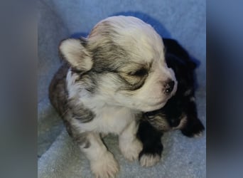 Maltipoo in zauberhaften Farben