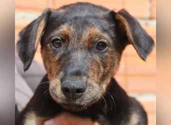 6 Hundebabys suchen ihr Glück