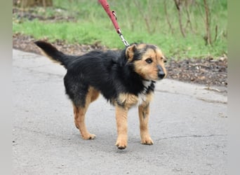 RESERVIERT- Lieber Foxterrier-Mischling „Henrik“, ca. 2016 geboren. Lieb, verträglich