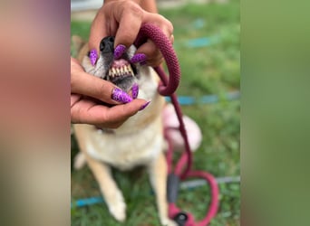 Kira PP – sensible Shiba Inu-Dame sucht einfühlsame Menschen