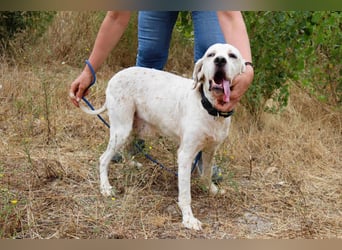 Marcel,  Setter-Mix, lieb und sozial