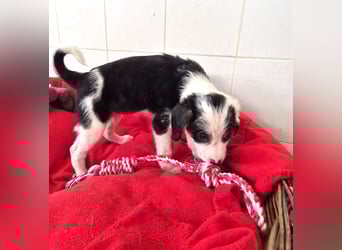 Milly Mischlingshündin ca. 3 Monate alt in Griechenland