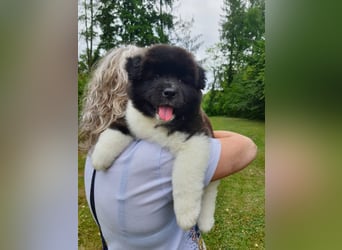 Amerikanische Akita