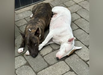 Mini Bullterrier