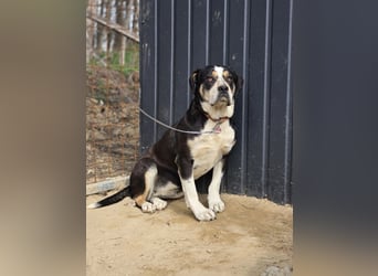 Vilma-BE, sucht einen sicheren Hafen!