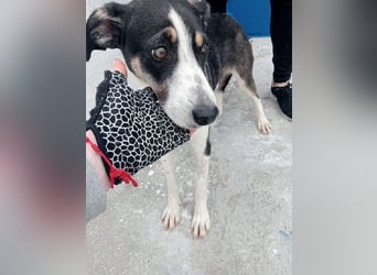 Naira, mit ihren Geschwistern Aiko und Sarabi sucht sie auch ein Körbchen
