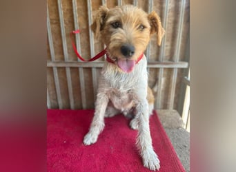 ❤️ superlieber Familienhund FLIP - 1,5 Jahre, 45cm - Foxi-Mix