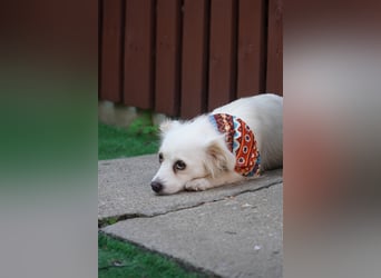 Rosie-SR, ängstliche Hündin sucht Hundeerfahrene Menschen