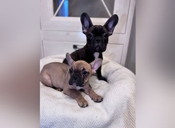 2 Französische Bulldogge