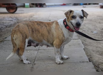 Tillie - bezaubernde, liebenswerte Dackel Mix Hündin