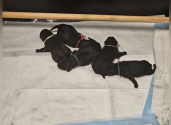 Riesenschnauzer schwarz Welpen des A-Wurf's am 02.07.25 gefallen