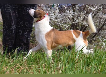 Umgängliche sanfte Hündin Sansa❤️sucht Pflege- oder Endstelle