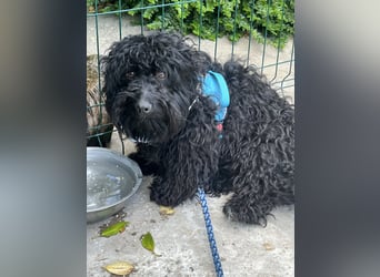 Charlie - unser liebenswerter Wuschel