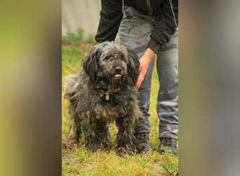 Bubbles LM – Schüchterner Schatz sucht ein liebevolles Zuhause