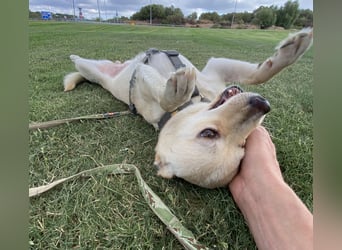 Olandesina: verschmuster Anfängerhund