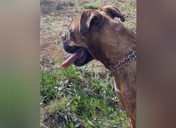 Boxermädel Ersi sucht ein aktives Zuhause.