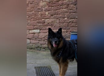 Toller Bruno sucht seine Familie