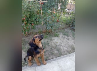 Junghund ARI sucht sein Für-immer-Zuhause