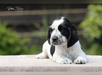 SPRINGER SPANIEL WELPEN