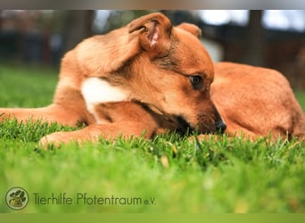 Simba, kleiner Hundejunge sucht ein Zuhause