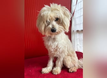 Fido, Havaneser-Mix, Rüde, geb. am 22.07.2016, 38 cm, 6 kg