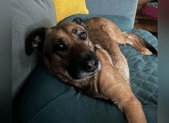 Tilda sucht ihr Für-Immer-Zuhause