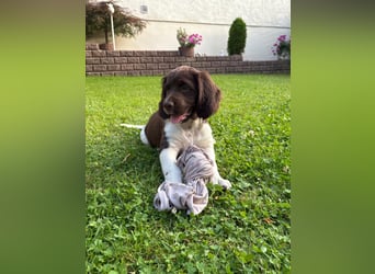 Kleine Münsterländer Welpen