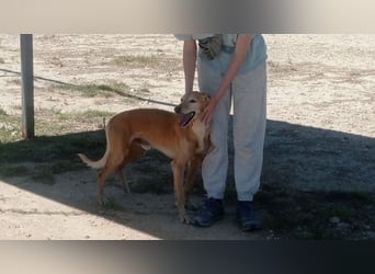 LOGAN-liebevoler,  freundlicher, menschenbezogener, traumhafter Familienhund sucht schönes  Zuhause