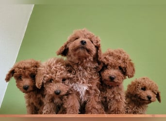 Traumhafte Zwerg Cockapoo F1b aus liebevoller Hausaufzucht Laboklin getestet 