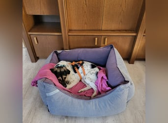 Hübsche Bella sucht ein Zuhause