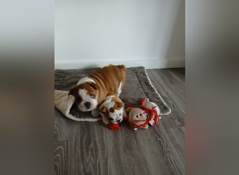 Englische Bulldogge  Welpen