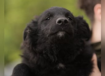 LENZI❤️unser kroat. Schäferhund-Mix-Rüde ist ein wahrer Sonnenschein!