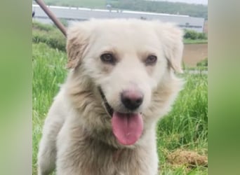 Steven, Retriever Mischling