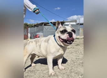 Sultan, unser Knutschgesicht