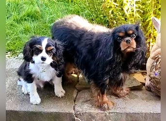 Cavalier King Charles Spaniel Tricolor Rüde